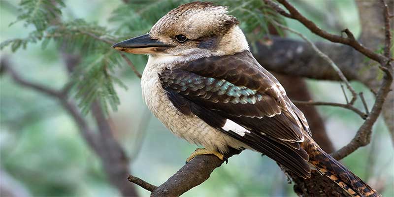 NSW Bird Emblem Kookaburra