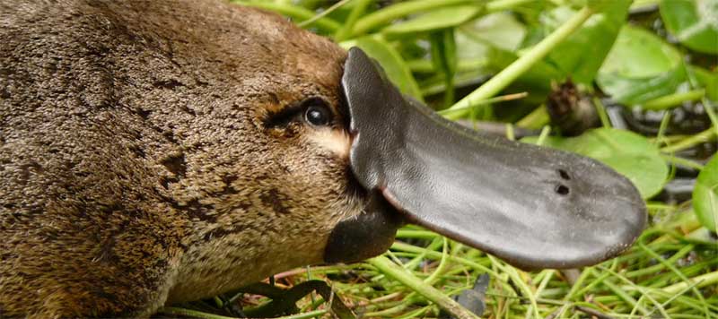 NSW Animal Emblem Platypus