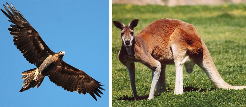 Northern Territory Bird & Animal Emblems