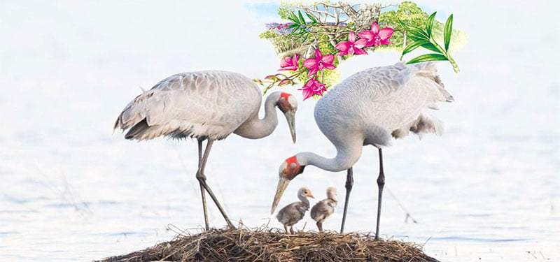 Brolga & Cooktown Orchid Emblems Of QLD
