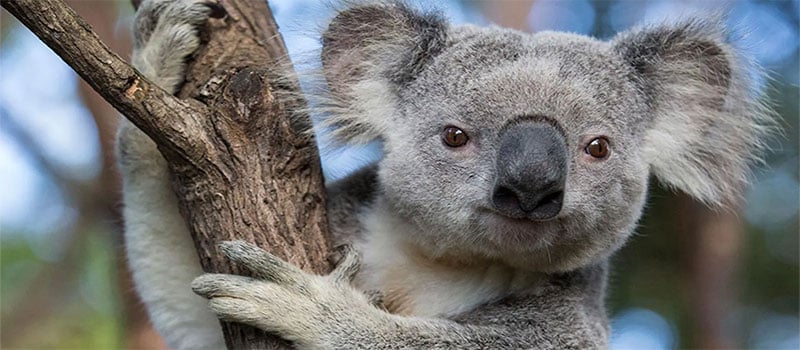 Koala Emblem Of Queensland
