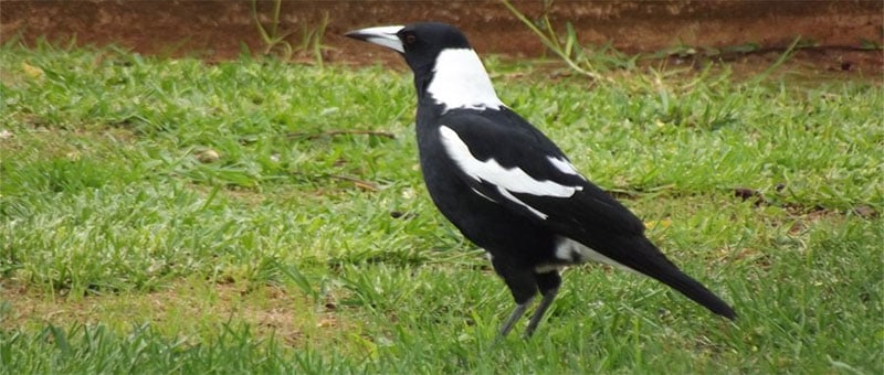 South Australia Bird Emblem Magpie 