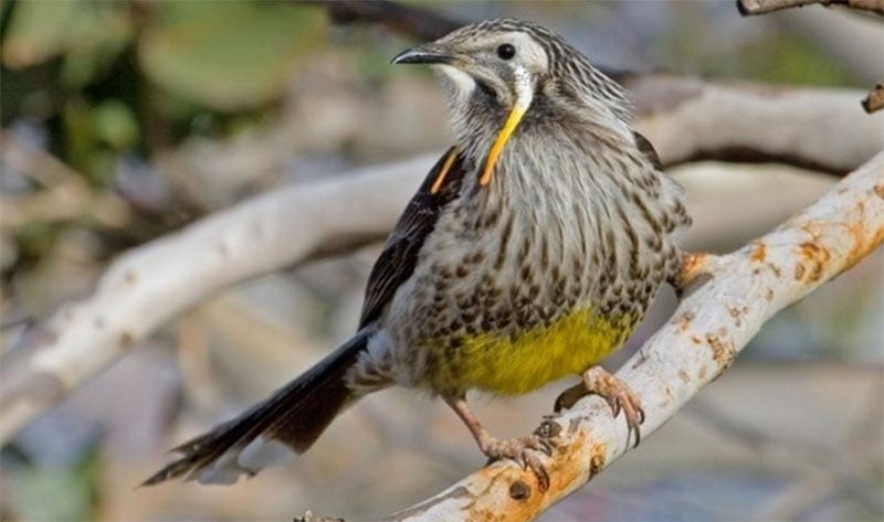 Yellow Wattle Bird Tasmania