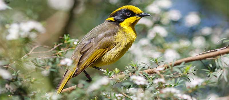 Victoria Honeyeater Bird 