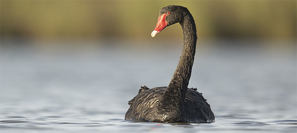 WA Black Swan Emblem